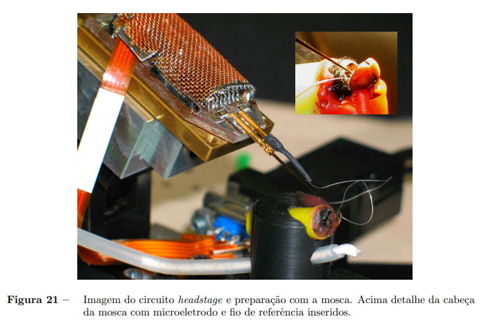 A fly attached into a plastic thing connected to a circuit via an electrode